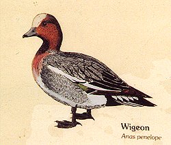 Wigeon