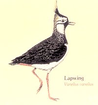 Lapwing